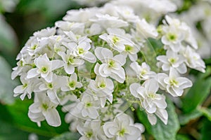 Oakleaf Hydrangea quercifolia Lady Anne semi-double white flowers photo